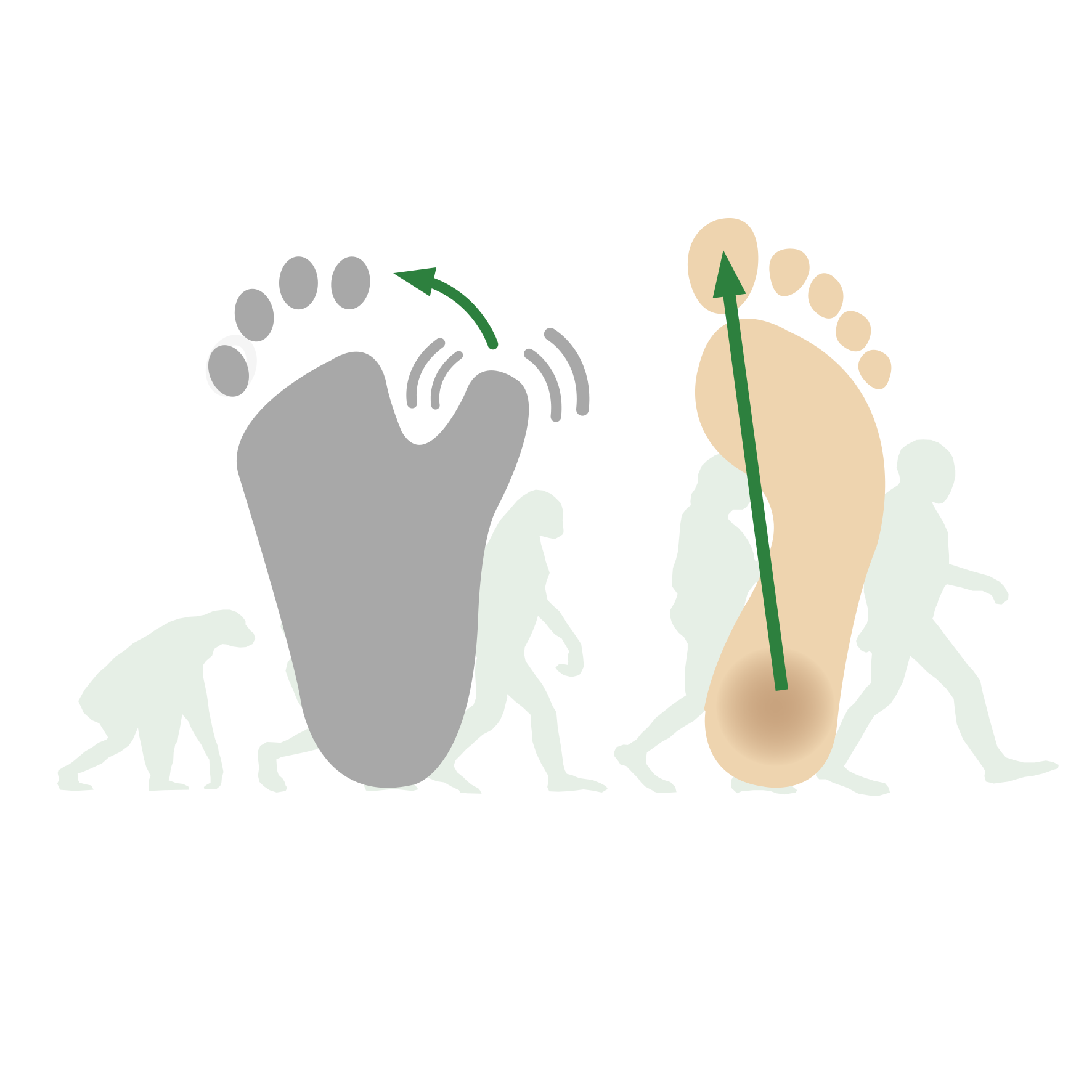 Illustration der Fußentwicklung von primitiven Vorfahren zu modernen Menschen mit Pfeilen und symbolischen Fußabdrücken.
