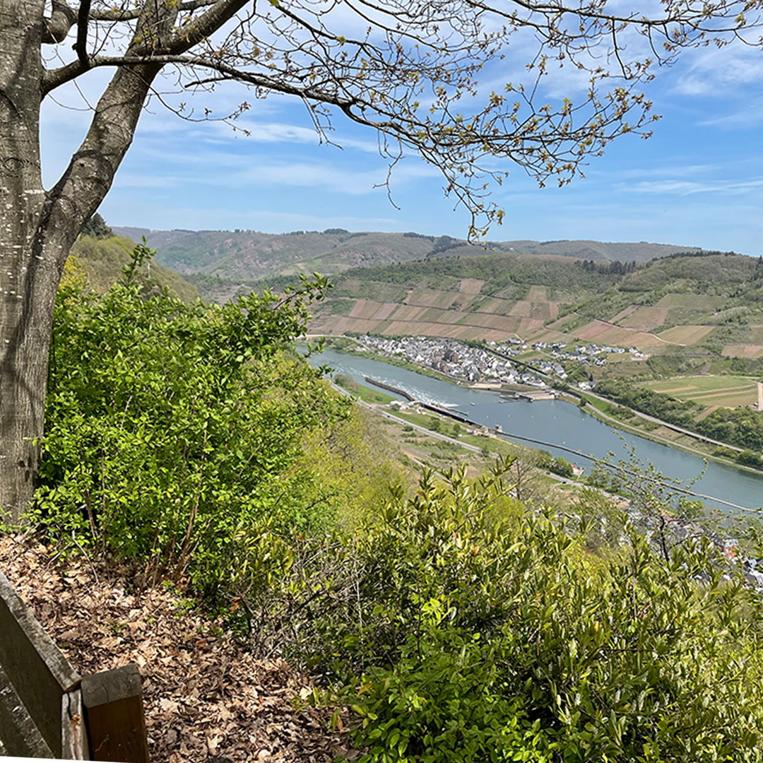 Blick von einem Hügel auf das Moseltal mit Fluss, Weinbergen und einer kleinen Stadt im Hintergrund, umgeben von grüner Landschaft und Bäumen im Vordergrund.