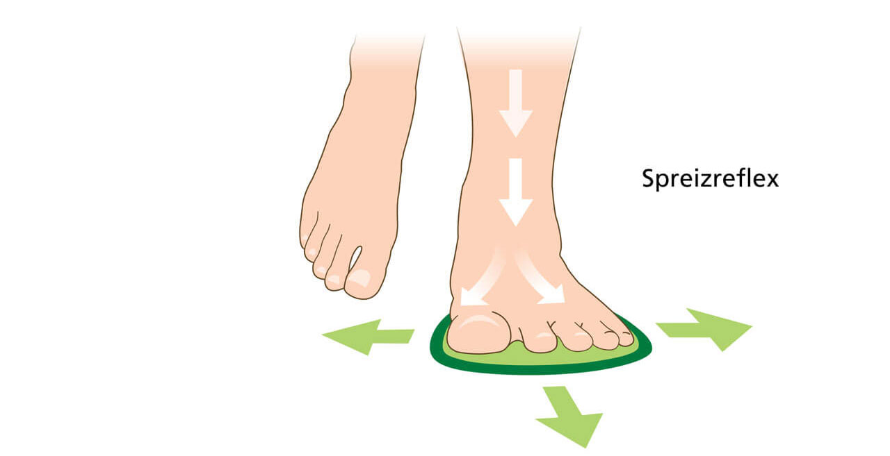 Illustration eines Fußes mit Pfeilen zur Verdeutlichung des Spreizreflexes