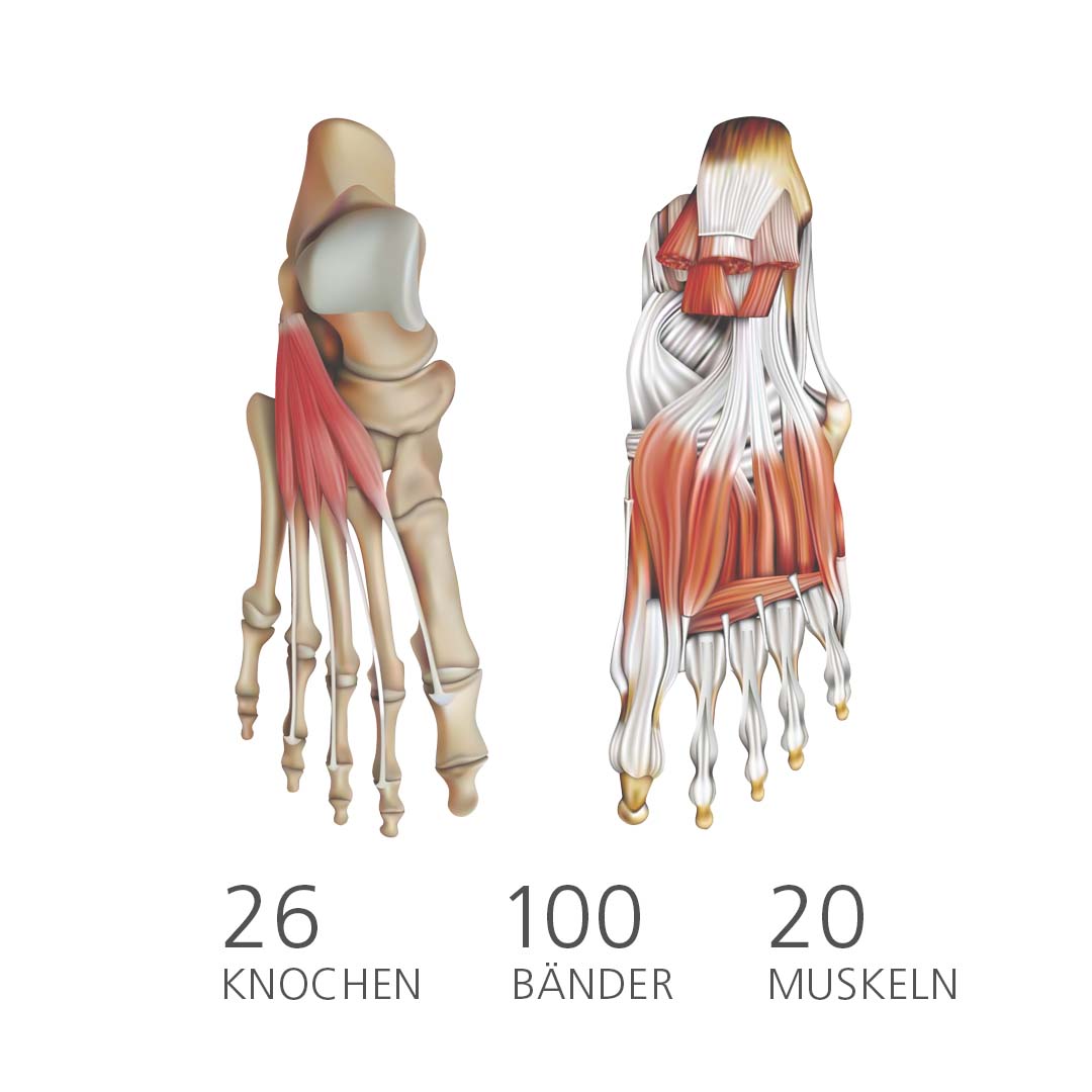 Grafik zeigt die Anatomie des menschlichen Fußes mit 26 Knochen, 100 Bändern und 20 Muskeln