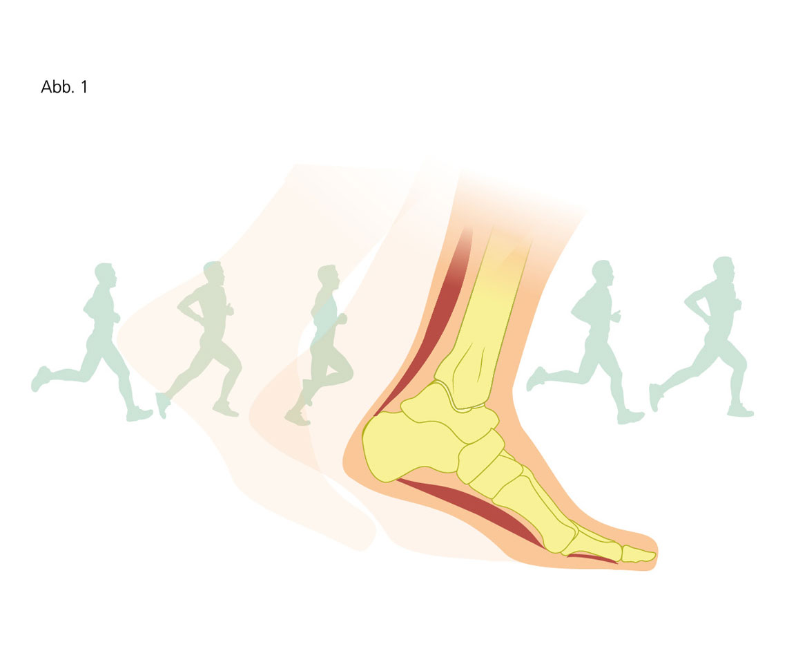 Diagramm zeigt die Fußknochen während des Laufvorgangs.