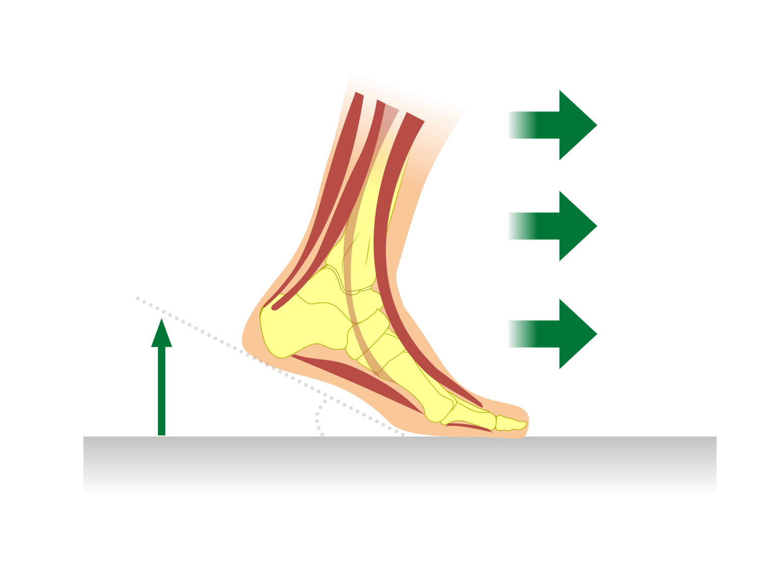 Illustration der Fußbewegung beim Gehen mit Darstellung der anatomischen Strukturen und Bewegungspfeilen.