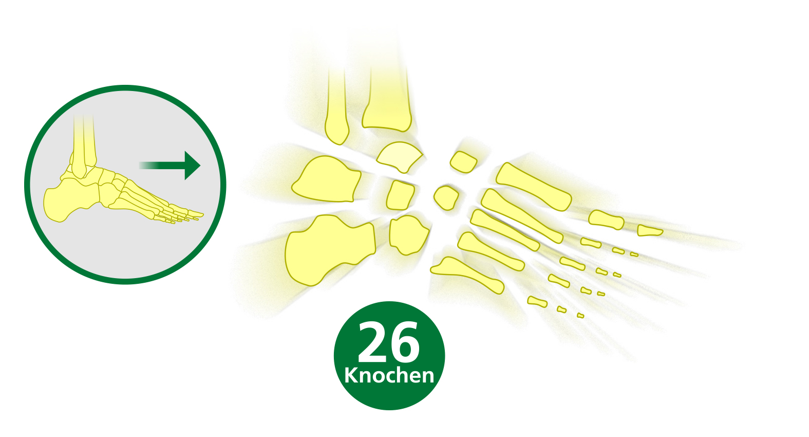 Illustration der 26 Knochen des menschlichen Fußes, gezeigt in einer anatomischen Darstellung.