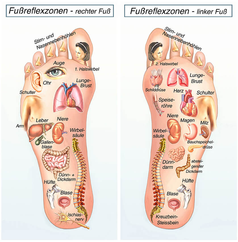 Diagramm der Fußreflexzonen zeigt Verbindungen der Organe mit Reflexpunkten an den Füßen