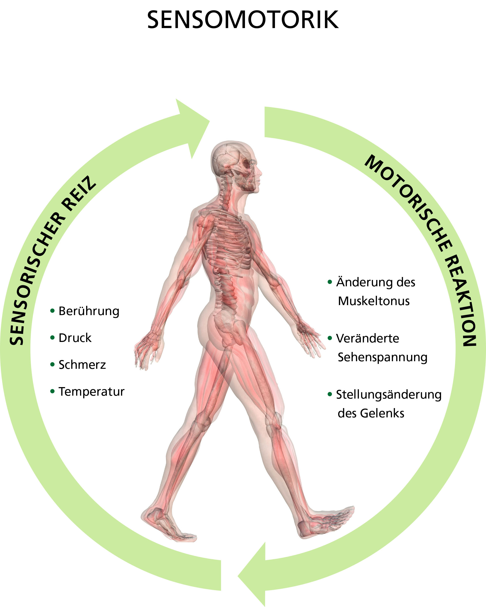 Illustration eines menschlichen Körpers mit Fokus auf Sensomotorik, Kreislauf zwischen sensorischen Reizen wie Berührung und motorischen Reaktionen wie Muskeltonusänderung.