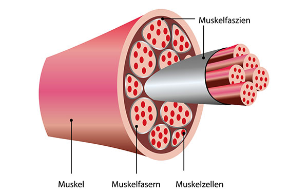 Grafische Darstellung eines Muskels mit Beschriftungen der Muskelfaszien, Muskelfasern und Muskelzellen